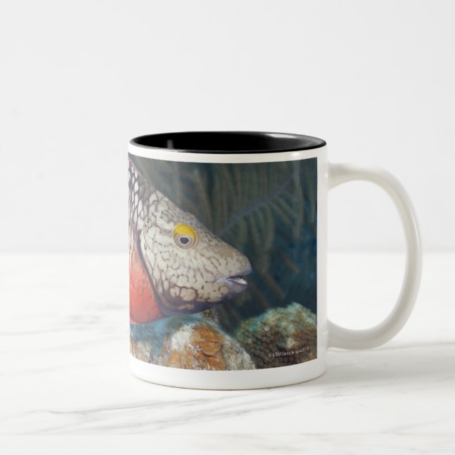 Underwater Life, FISH: a colourful Stoplight Two-Tone Coffee Mug (Right)