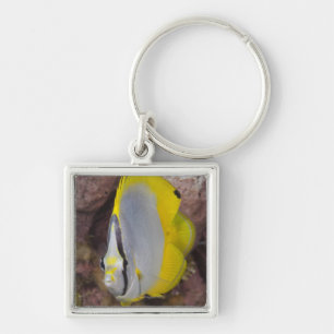 Underwater Life, FISH: A colourful tropical Key Ring