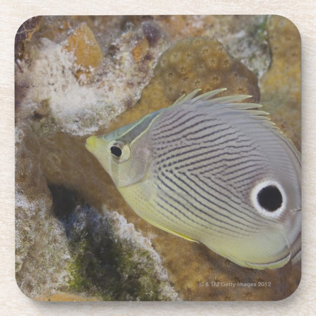 Underwater Life, FISH: A Foureye Butterflyfish Coaster (Front)