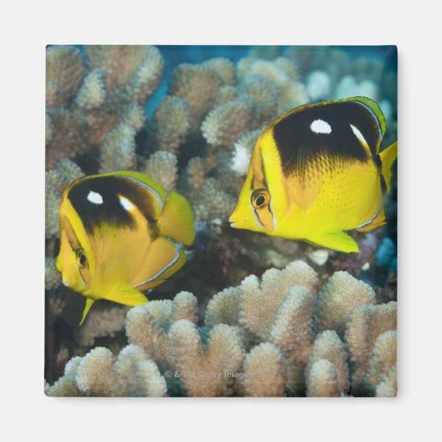 Underwater Life; FISH:  A pair of Fourspot Magnet (Front)