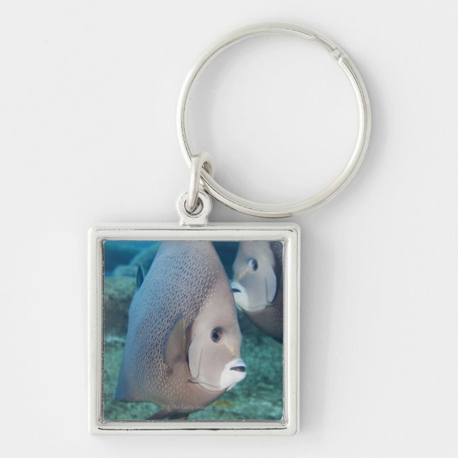 Underwater Life, FISH:  a pair of Grey Angelfish Key Ring (Front)