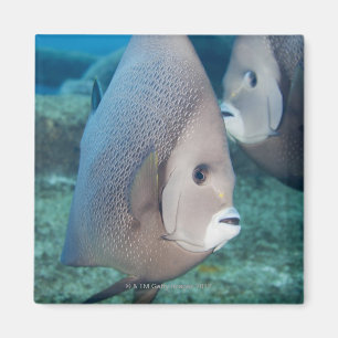 Underwater Life, FISH: a pair of Grey Angelfish Magnet
