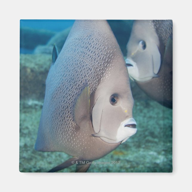 Underwater Life, FISH:  a pair of Grey Angelfish Magnet (Front)