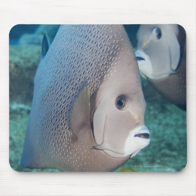 Underwater Life, FISH:  a pair of Grey Angelfish Mouse Mat (Front)