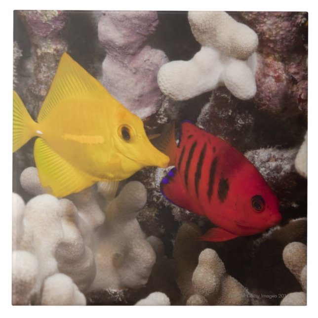 Underwater life; FISH: A Yellow Tang (Zebrasoma Tile (Front)