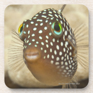 Underwater life; FISH:  Close-up portrait of a Coaster
