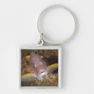 Underwater Life; FISH: Close up portrait of a Key Ring