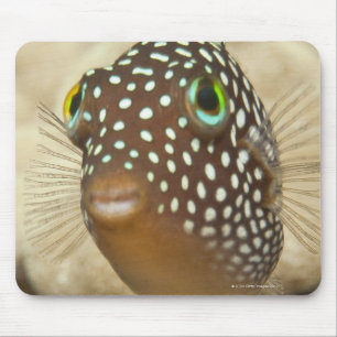 Underwater life; FISH:  Close-up portrait of a Mouse Mat