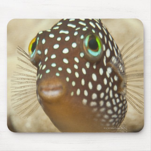 Underwater life; FISH:  Close-up portrait of a Mouse Mat (Front)