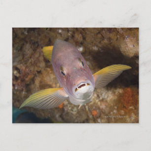 Underwater Life; FISH: Close up portrait of a Postcard