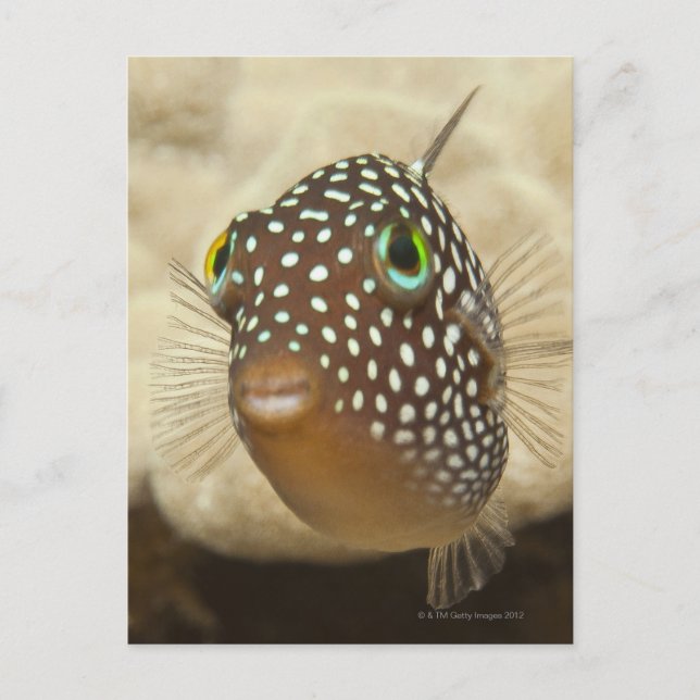 Underwater life; FISH:  Close-up portrait of a Postcard (Front)