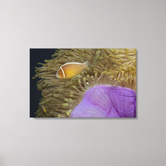 Underwater LIfe; FISH: Clownfish (Pink Canvas Print (Front)