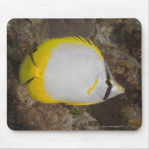 Underwater Life, FISH: Colourful Spotfin Mouse Mat