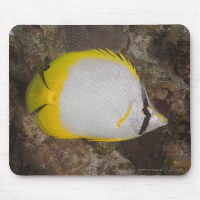 Underwater Life, FISH: Colourful Spotfin Mouse Mat (Front)