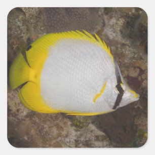 Underwater Life, FISH: Colourful Spotfin Square Sticker