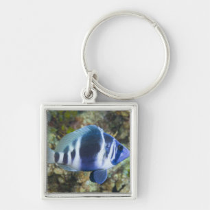 Underwater Life, FISH: Indigo Hamlet Key Ring