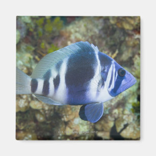 Underwater Life, FISH: Indigo Hamlet Magnet