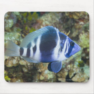Underwater Life, FISH: Indigo Hamlet Mouse Mat