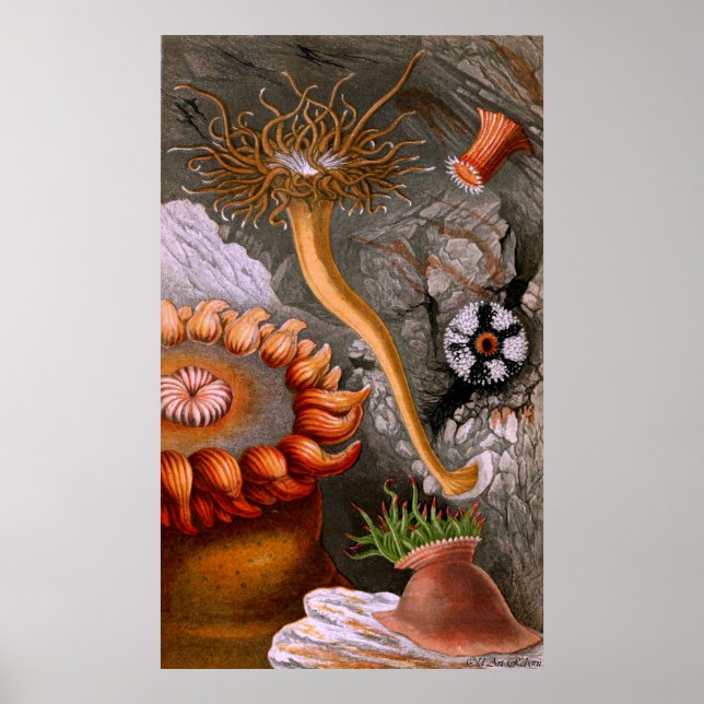 Underwater Life Four Of Ten Poster (Front)