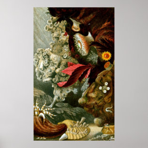 Underwater Life Nine Of Ten Poster