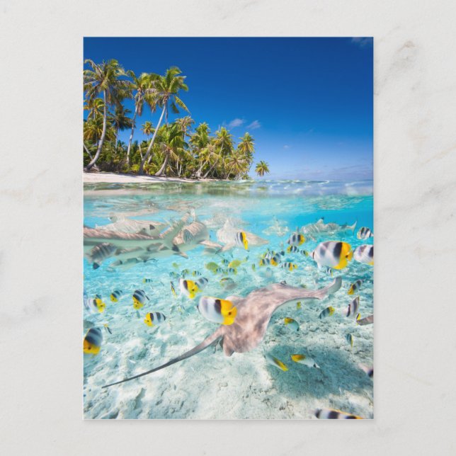 Underwater life postcard (Front)