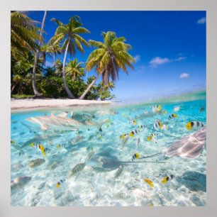 Underwater life poster