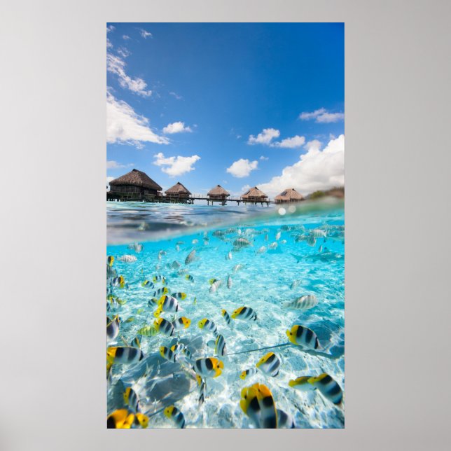 Underwater life poster (Front)