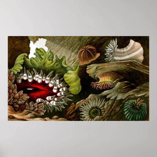 Underwater Life Three Of Ten Poster (Front)