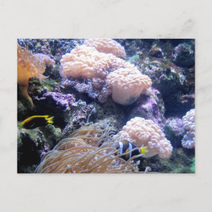 Underwater Ocean Coral Reef Fish Photography Postcard