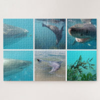 Underwater Ocean Life Animals, 1014 pieces