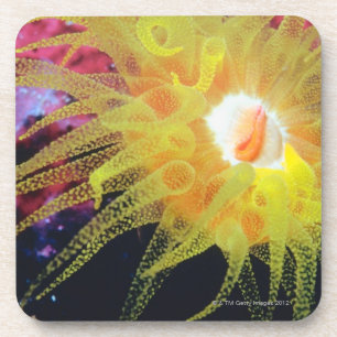 Underwater organism coaster