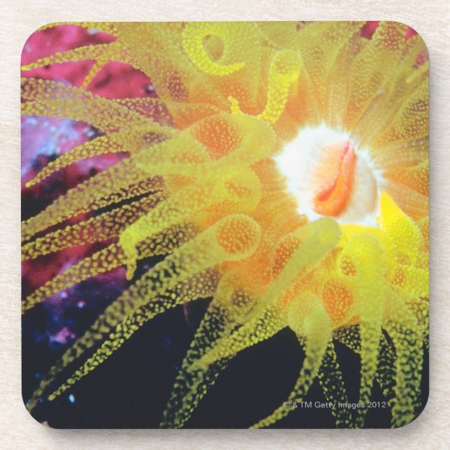 Underwater organism coaster (Front)