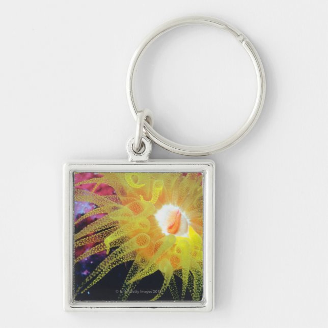 Underwater organism key ring (Front)