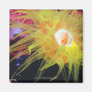 Underwater organism magnet