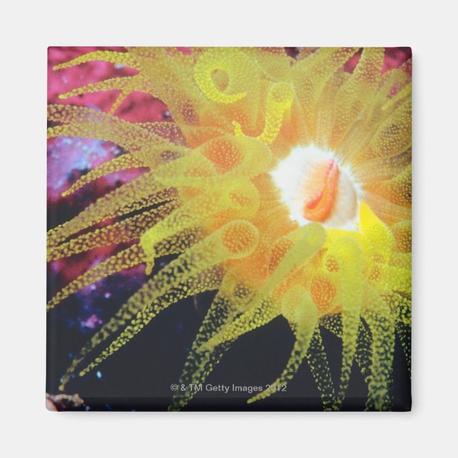 Underwater organism magnet (Front)