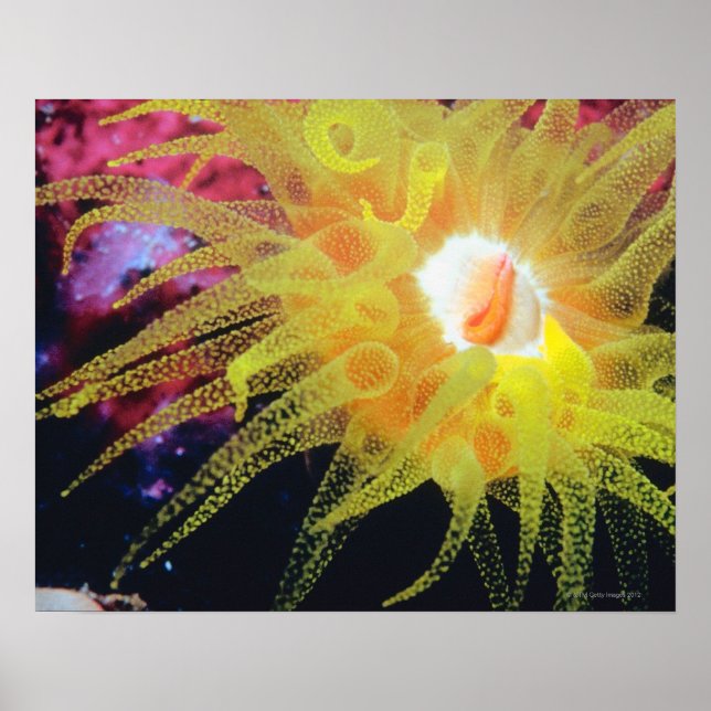 Underwater organism poster (Front)