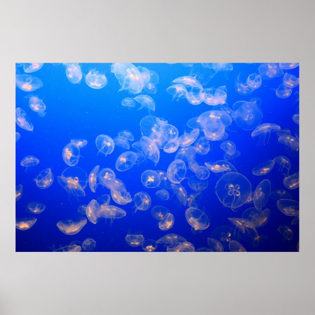 UNDERWATER PHOTOGRAPHY OF JELLYFISH POSTER (Front)