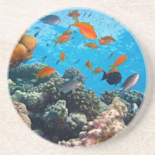 Underwater Scene Coaster