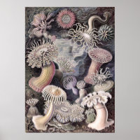 Underwater Sea Anemones by Ernst Haeckel