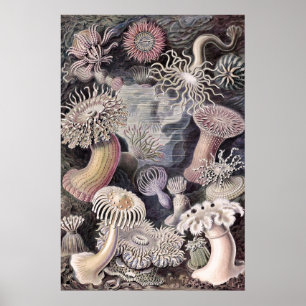 Underwater Sea Anemones by Ernst Haeckel Poster