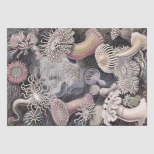 Underwater Sea Anemones by Ernst Haeckel Tissue Paper