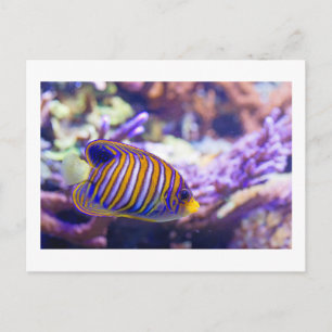 Underwater Sea Butterfly Yellow Fish Postcard