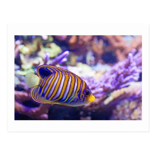 Underwater Sea Butterfly Yellow Fish Postcard