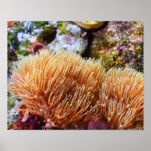 Underwater Sea Coral Poster