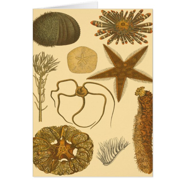 Underwater Sea Creatures (Front)