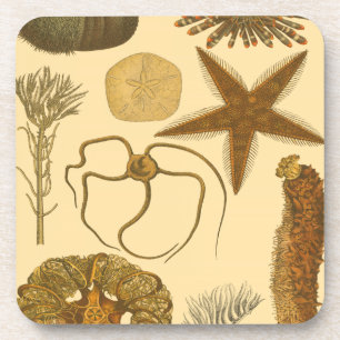 Underwater Sea Creatures Coaster