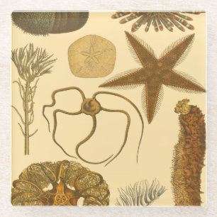 Underwater Sea Creatures Glass Coaster