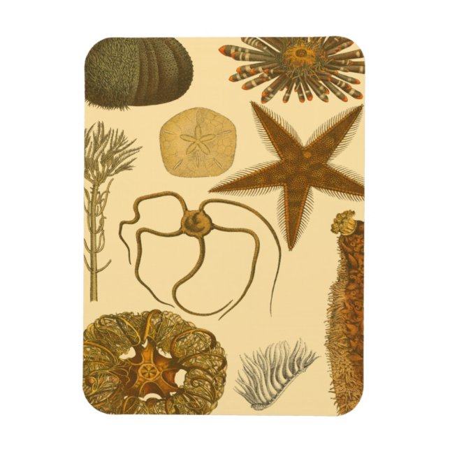 Underwater Sea Creatures Magnet (Vertical)