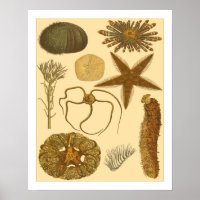 Underwater Sea Creatures