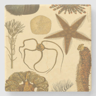 Underwater Sea Creatures Stone Coaster